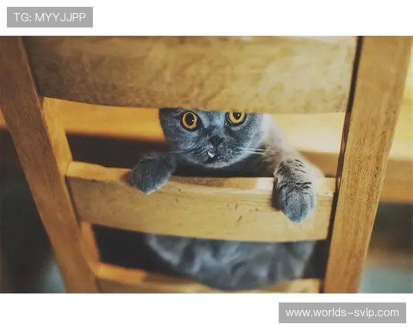 时代少年团猫咪游戏精彩回顾 第五期萌趣互动与精彩挑战全纪录